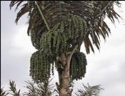 Image result for gambar pohon enau